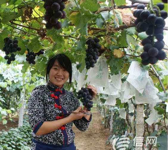 大泽山葡萄节2013 第29届青岛大泽山葡萄节将于9月1日盛大开幕