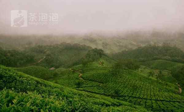 宝顶绿茶 100多种绿茶,你喝过几种?