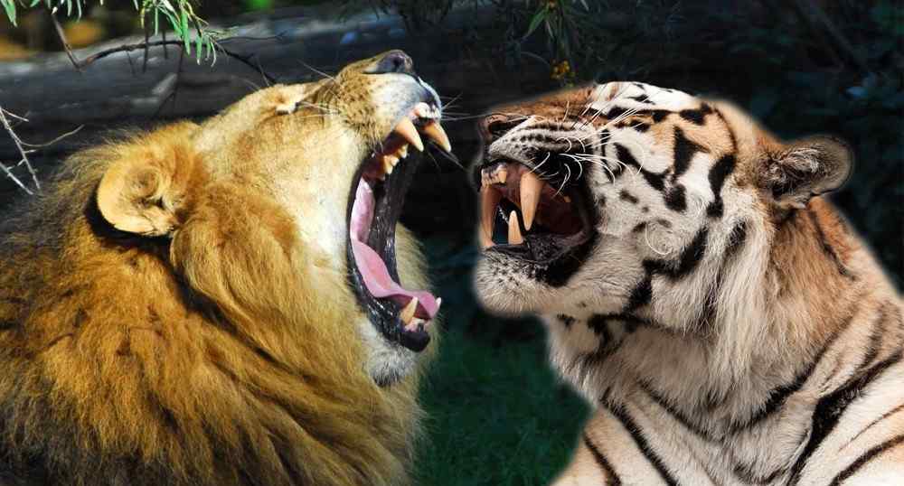 东北虎对比狮子体型图 老虎比狮子体型大很多？不，现存的老虎其实与狮子已经差不多了