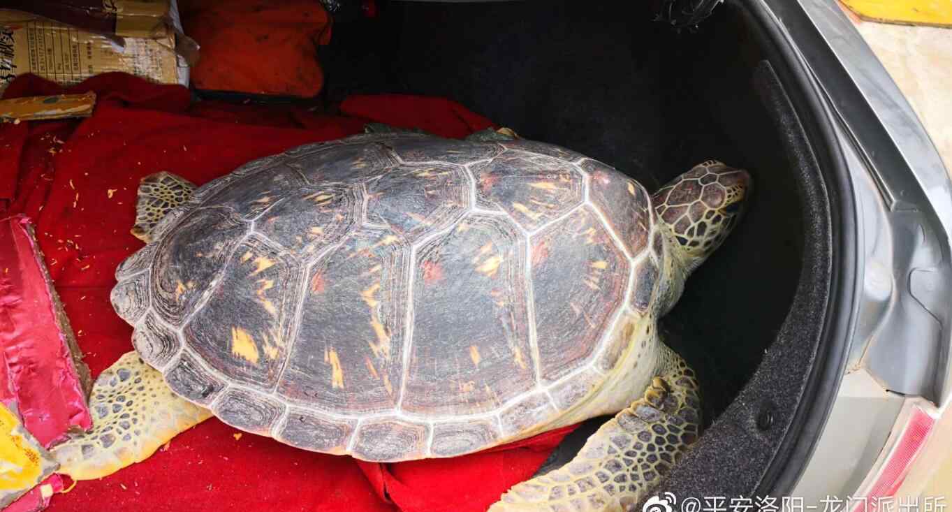 女人带琥珀有什么忌讳 女人戴玳瑁有什么禁忌，戴玳瑁吉利吗？