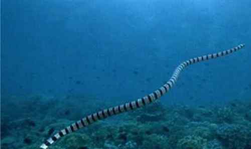 艾基特林海蛇 世界上毒性最强的动物盘点