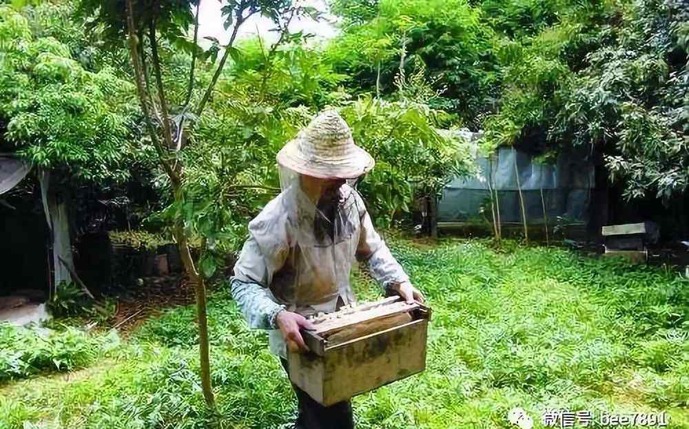 养蜂收蜜蜂回巢 养蜂者关于蜂群的近距离迁移问题