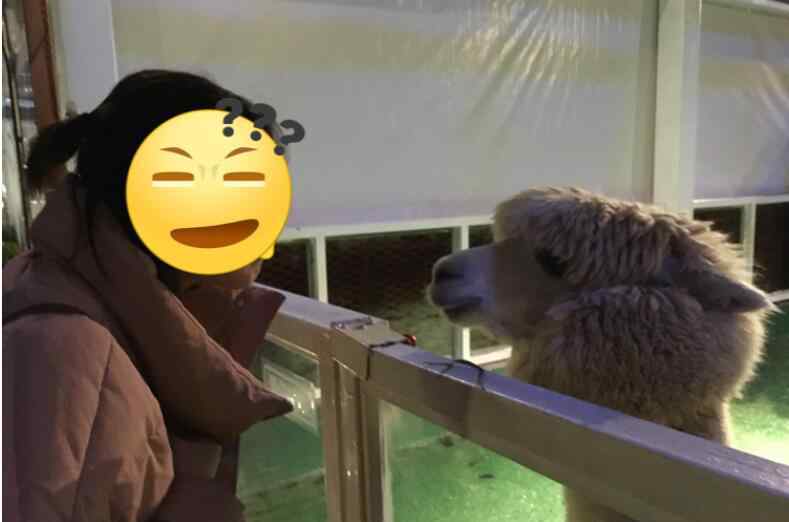 羊驼吐口水 羊驼吐的口水是什么为什么臭，羊驼通人性吗？