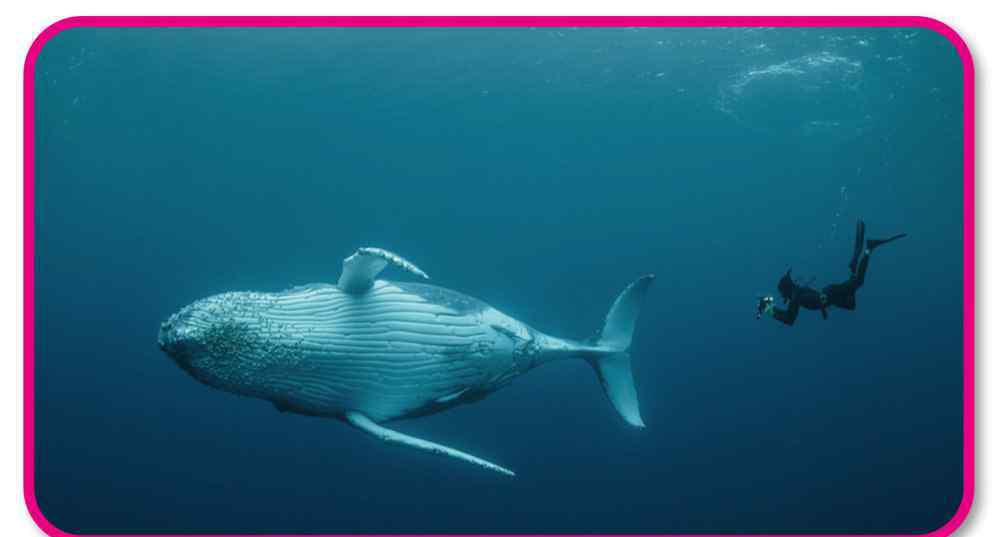 鲸鱼的祖先 世界上最大动物鲸鱼的祖先，它的进化史可谓是百转千回