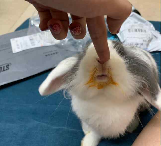 侏儒兔 垂耳兔为什么越长越丑，垂耳兔和猫猫兔、侏儒兔相比哪个好养