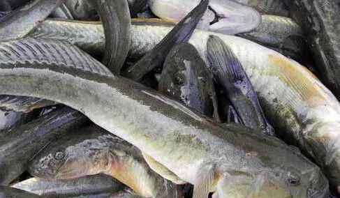 十大脏鱼 鲶鱼是世界上“最脏的鱼”？敢吃的都是不要命的？