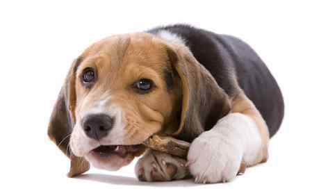 狗为什么喜欢吃骨头 骨头上明明没有肉，为什么狗狗那么喜欢啃？看完解开多年疑惑