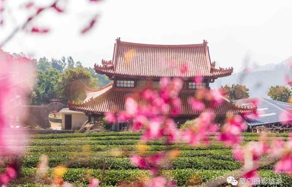 厦门妙高山 你在北方大雪纷飞，我在南方厦门妙高山佛国寺品茶、赏樱花！