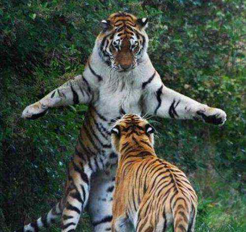 最大的老虎 世界上最大的老虎有多大