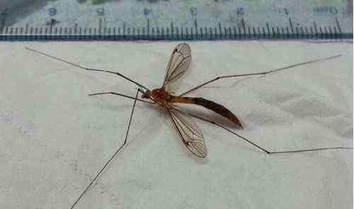 华丽巨蚊 世界最大的蚊子有多大图片