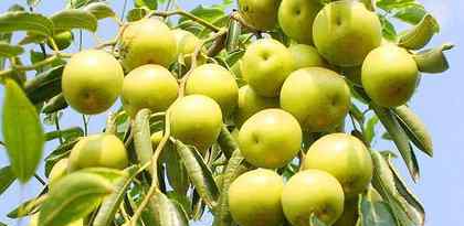 冬枣树 是什么原因引起冬枣树黄叶，又应该怎样防治呢？
