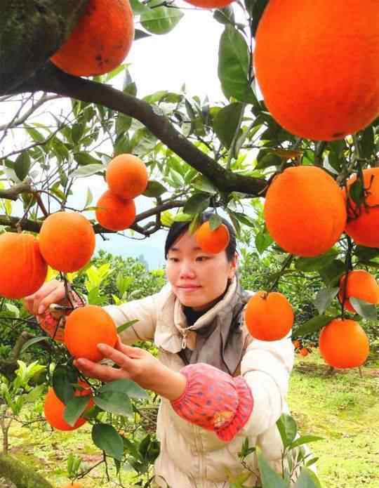 果城 “果城”南充打造“中国晚熟柑桔之乡”
