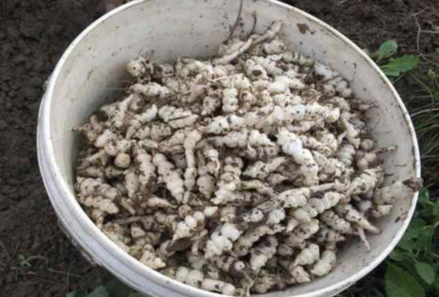 新鲜地蚕怎么食用 儿时不敢去挖“1种草”，根茎像“白虫子”，人称“地蚕”，珍贵