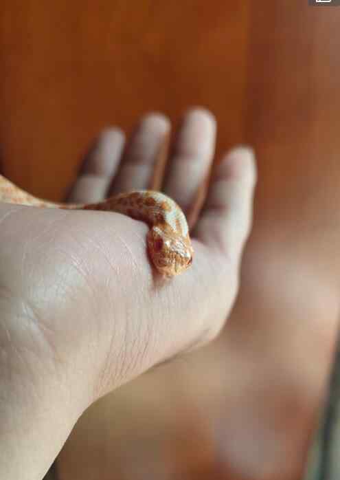 猪鼻蛇 一条小的猪鼻蛇市场价格多少钱，它能记得主人吗