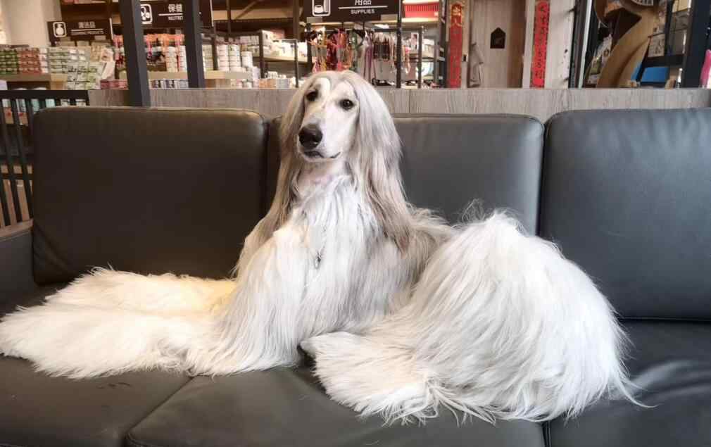 阿富汗猎狗 阿富汗猎犬有攻击性吗，在中国能养阿富汗猎犬？