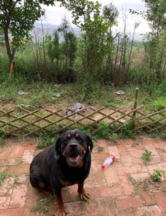 罗纳威 罗威纳犬是烈性猛犬禁养吗，它的咬合力怎么样
