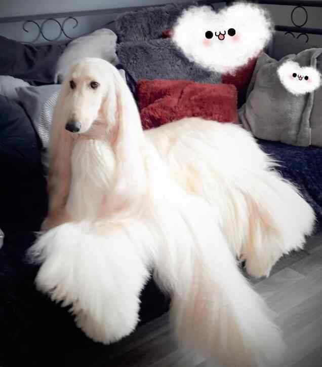 阿富汗猎狗 阿富汗猎犬有攻击性吗，在中国能养阿富汗猎犬？