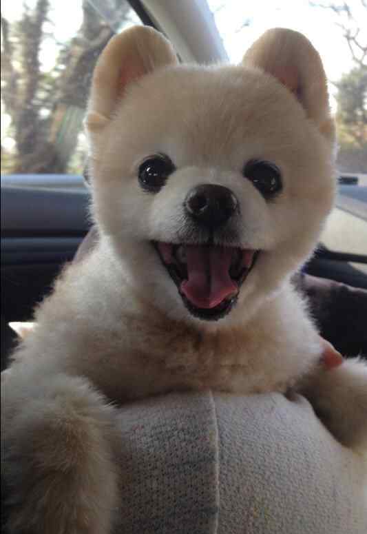 俊介狗狗图片 俊介犬长大后的样子图，俊介犬好养吗？