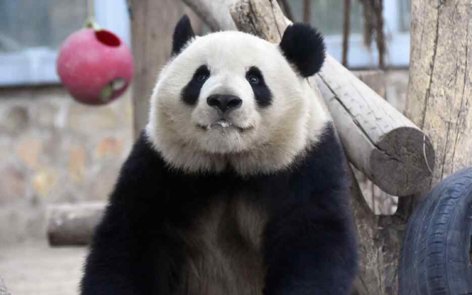 熊猫京京 熊猫为什么叫胖达？外国人为什么这么喜欢大熊猫