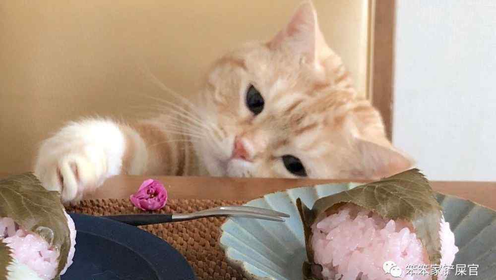 猫能饿几天 “猫咪挑食，饿几天就好？”：断食后再次喂食，易患致命性疾病