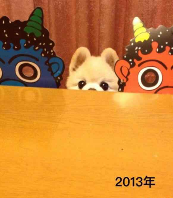 俊介狗狗图片 俊介犬长大后的样子图，俊介犬好养吗？