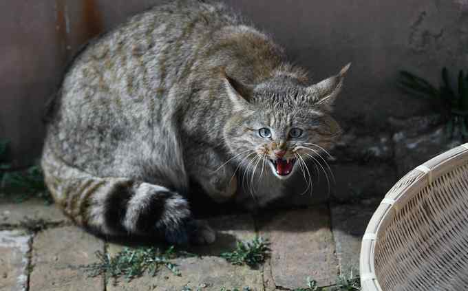 沈阳一女孩暴打虐猫男被判刑！律师：人的生命健康权高于动物