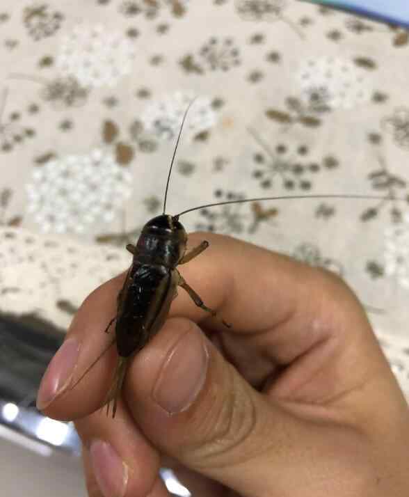 兔子进家迷信说法 蟋蟀进家里迷信说法是预示大吉大利吗，家里有蟋蟀是好兆头