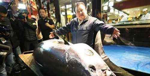 蓝鳍金枪鱼价格 世界上最贵的金枪鱼卖多少钱