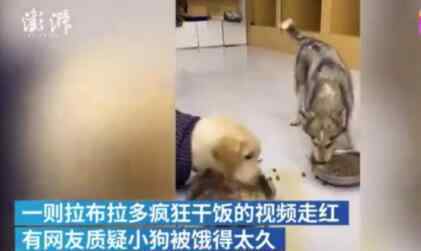 拉布拉多疯狂"干饭"吓到哈士奇 还原事发经过及背后原因！