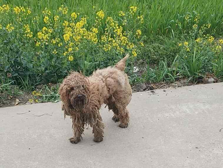 狗咬一定会得狂犬病吗 流浪狗咬人哪个部门管，流浪狗会有狂犬病吗？