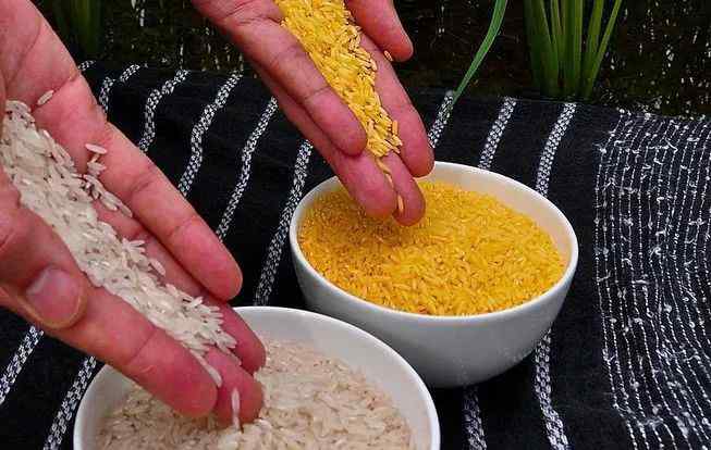 黄金大米 “黄金大米”即将进入世界粮食供应，与普通米有何不同？