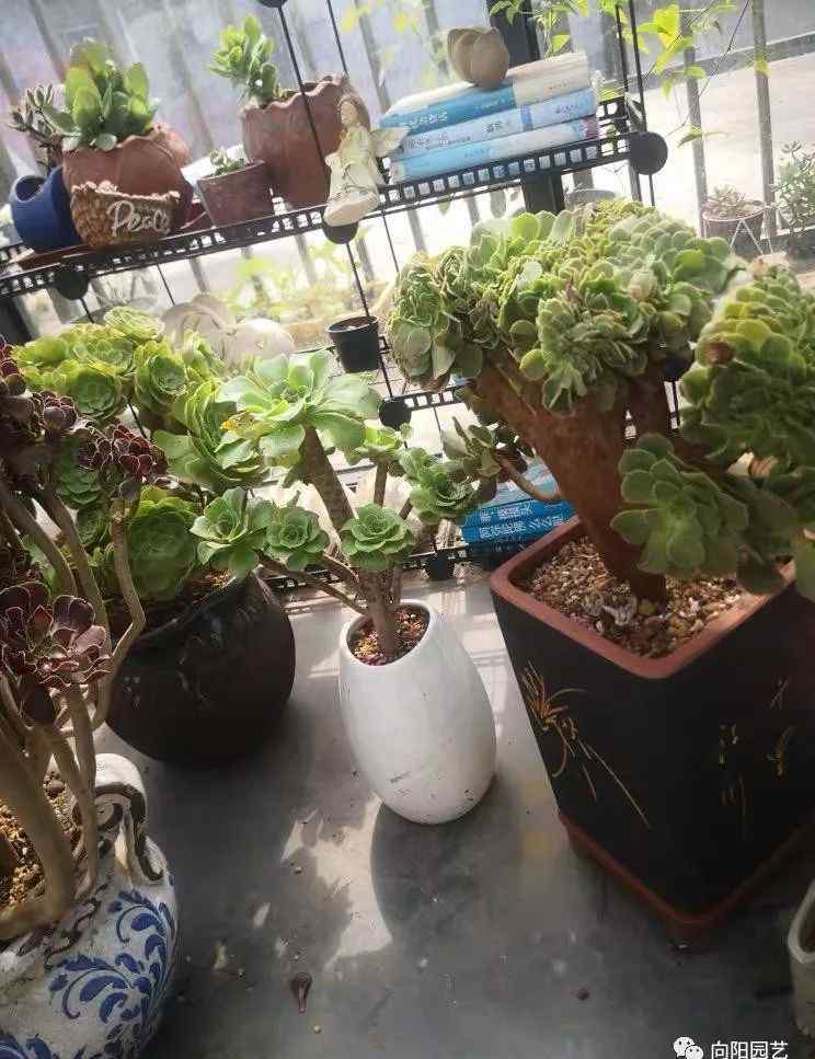 多肉用什么土养比较好 养多肉，用那种土更合适？这2种很实用，养肉不烂根长的快