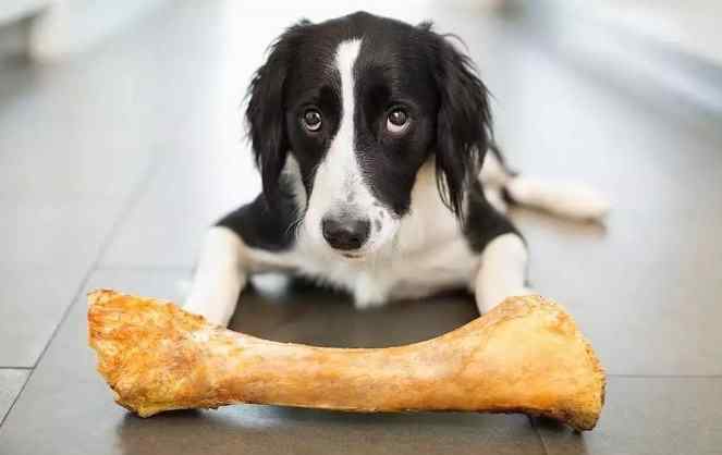 狗为什么喜欢吃骨头 骨头上明明没有肉，为什么狗狗那么喜欢啃？看完解开多年疑惑