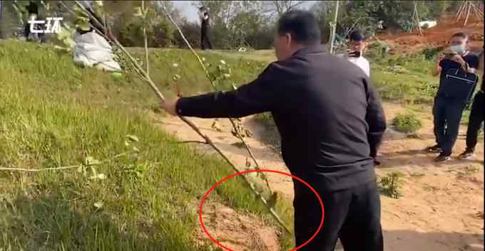 昆明一书记单手拔“树”后 尴尬了