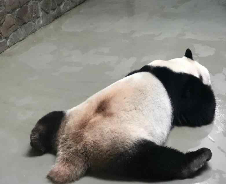 劈腿了是什么意思 给您劈个叉吧是什么梗，笑到劈叉是什么意思？