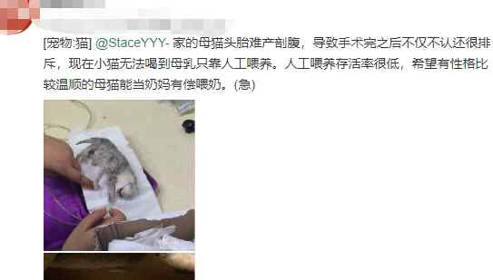 猫怀孕多久生产 第一次当“接产婆”胆战心惊？看看猫咪分娩和难产的必知手册