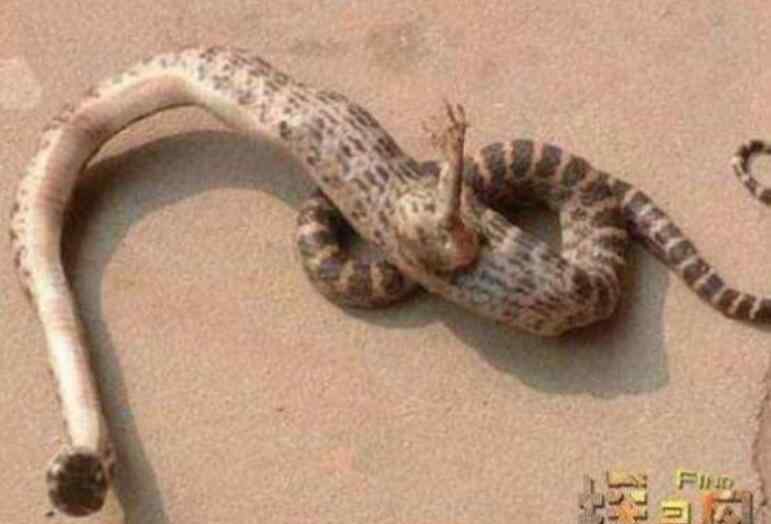 广岛辐射后的蛇 广岛辐射后的蛇怪异恐怖图片，辐射后出现鳄鱼人是假的