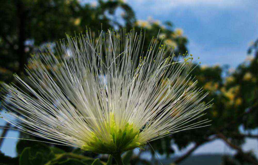 合欢花花语 合欢花的花语？合欢花的寓意？