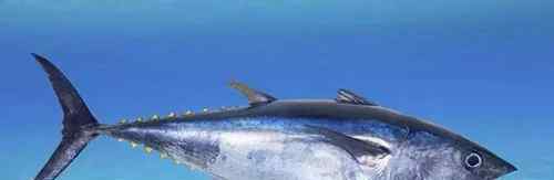 蓝鳍金枪鱼价格 世界上最贵的金枪鱼卖多少钱
