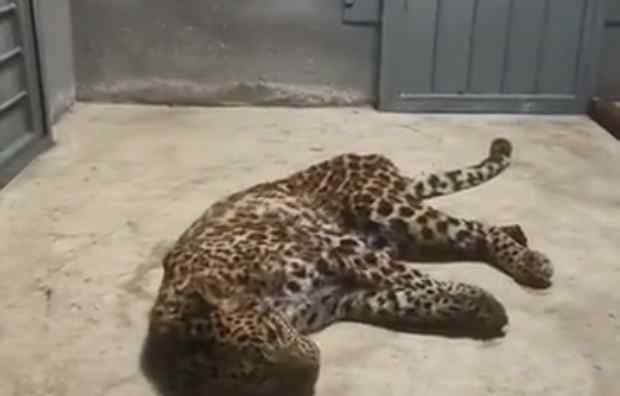 杭州被麻醉捕获的小豹子呼吸平稳 网友：睡的好香 健康就好