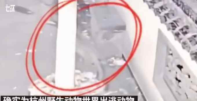 十余人领着约10条搜救犬 大量特警加入搜寻杭州外逃金钱豹！