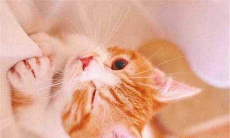 小狸 中国的小狸花猫，你了解它多少？文章配图