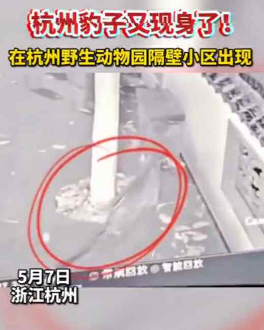 第二只外逃豹子也找到了！杭州野生动物世界发布致歉声明