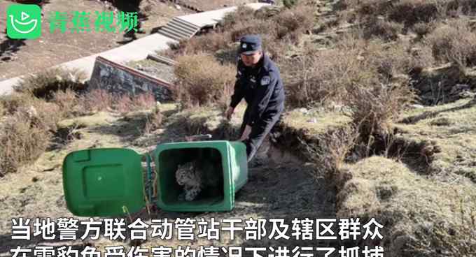 青海3只雪豹袭击村庄 咬死44只牛羊 被抓住后放归山林