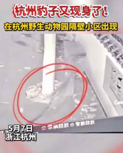 官方：三只金钱豹外逃 已追回一只！动物园负责人被控制