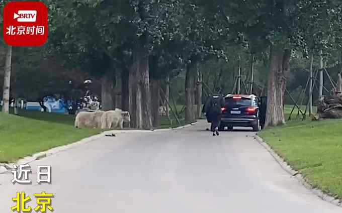 北京野生动物园又有游客擅自下车？网友：不长记性！