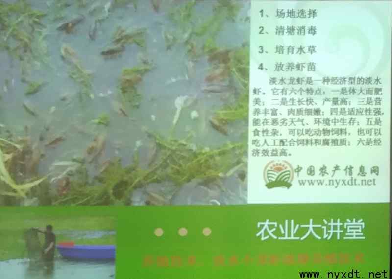 淡水虾养殖技术 养殖技术：淡水小龙虾池塘养殖技术