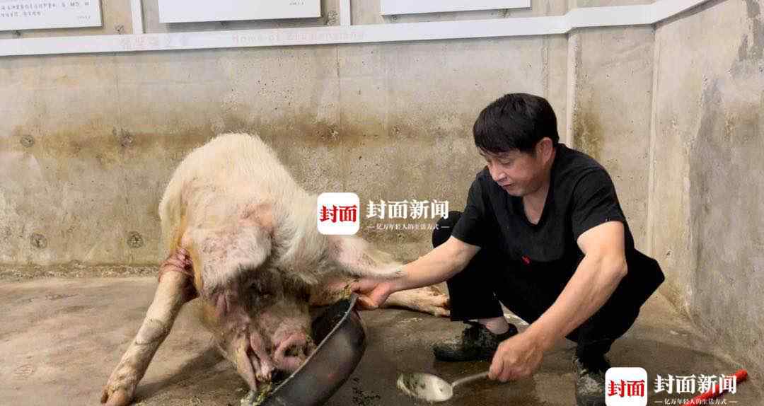 媒体探访弥留之际的猪坚强：下午两点吃了10多斤特制饭文章配图