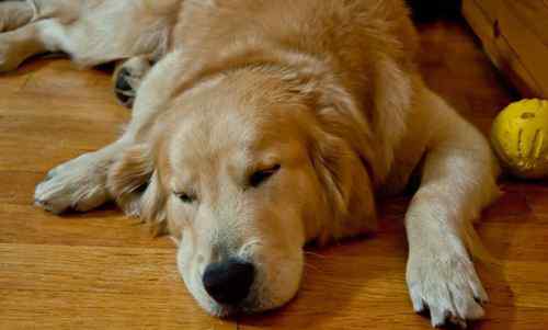 皮特芬喷剂主要治什么 狗狗常见六种皮肤病症状及治疗方法