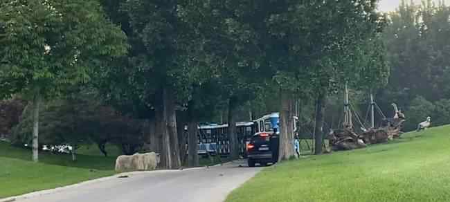 北京野生动物园有游客擅自下车 事件详情始末介绍！